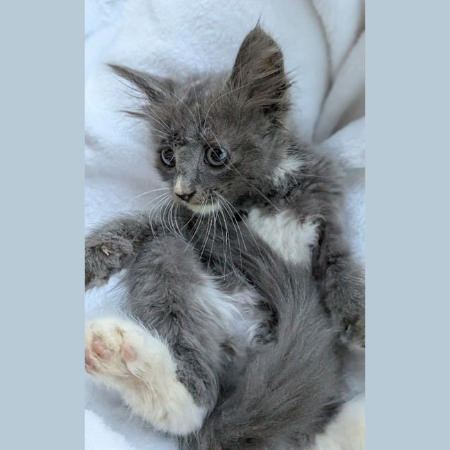 Photo of Mooni