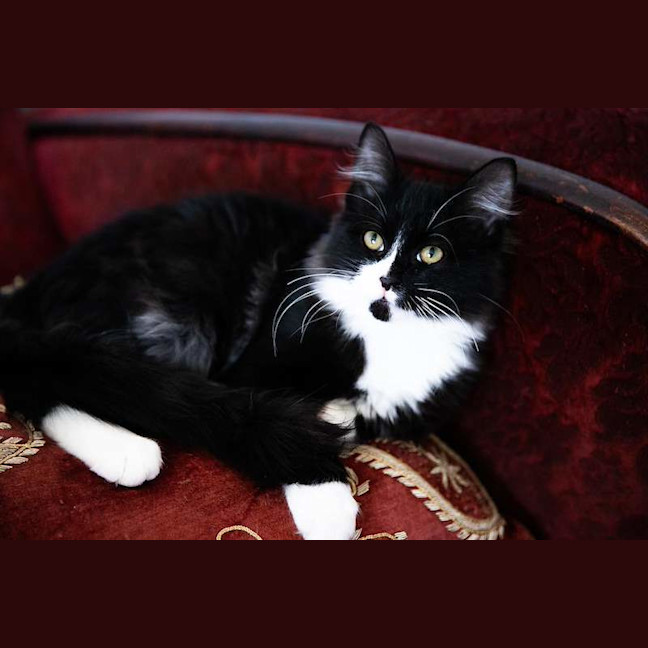 Photo of Tommy
