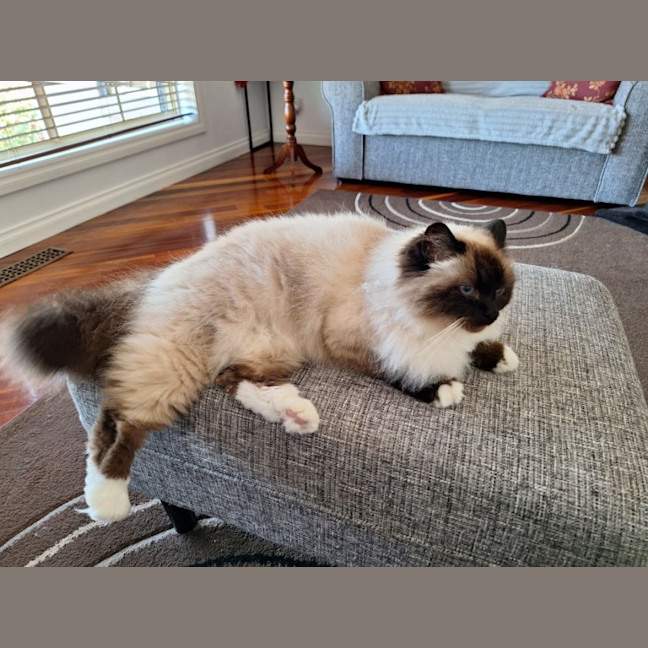 Photo of Princess Saffy