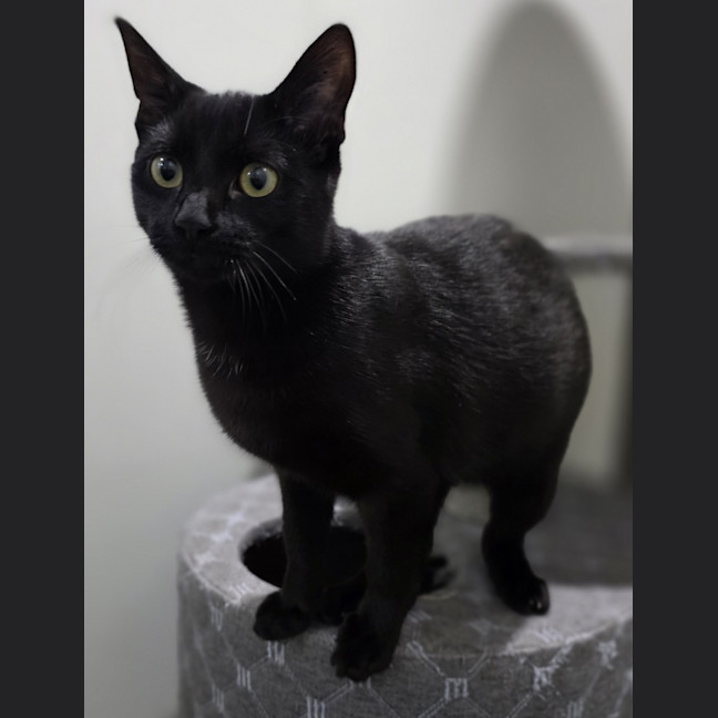 Photo of Toothless