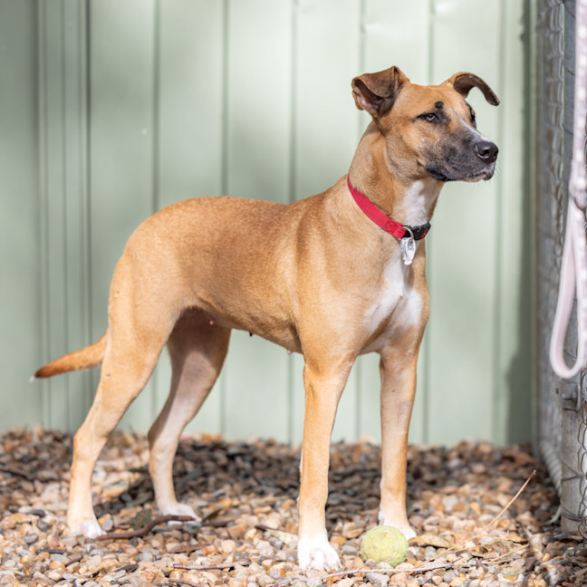 Photo of Scarlet