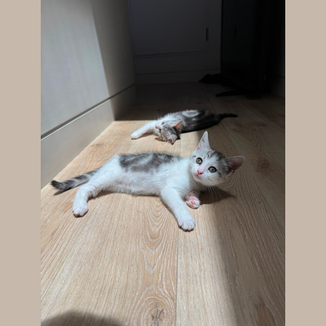 Photo of Bella
