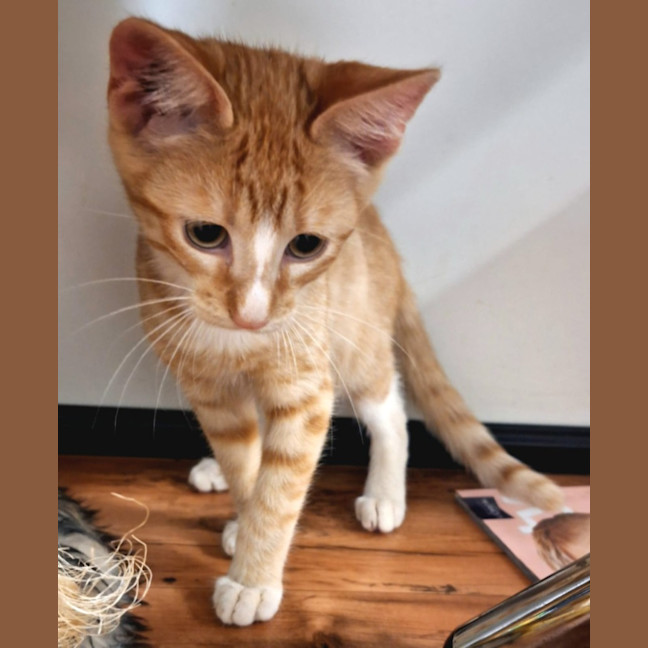 Photo of Gizmo