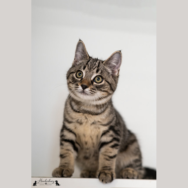 Photo of Wasabi