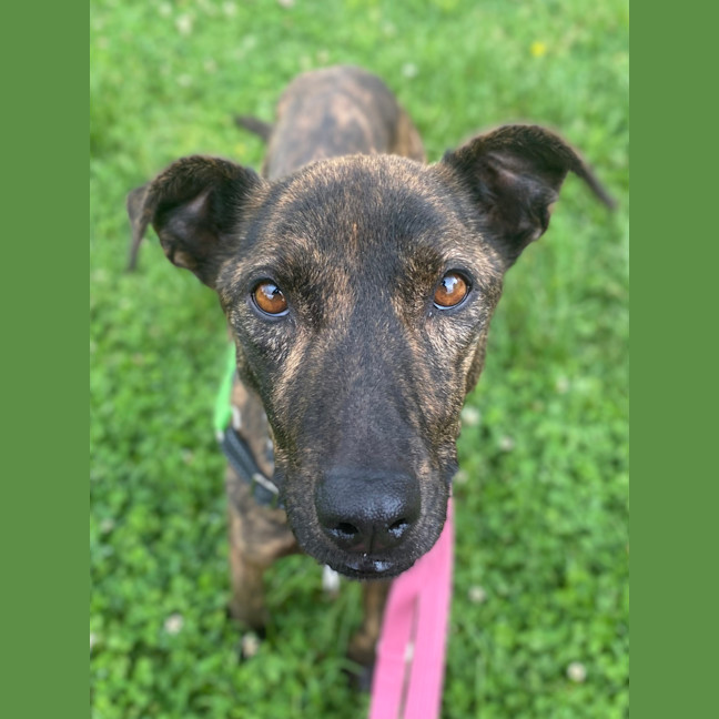 Photo of Stella Rose