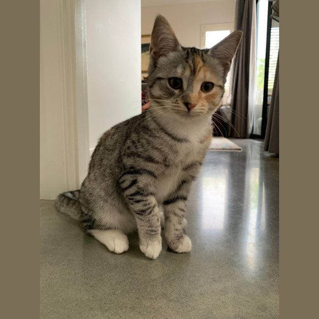 Photo of Star