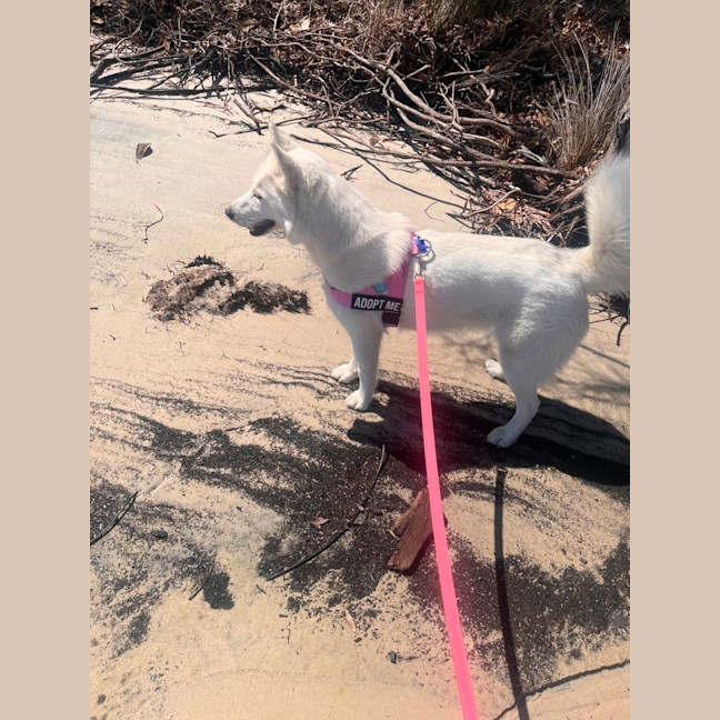 Photo of Honey   1 Year Old Husky