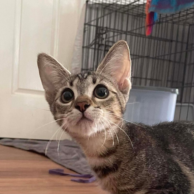 Photo of Marigold