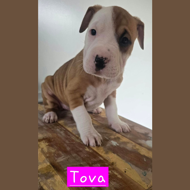 Photo of Tova 