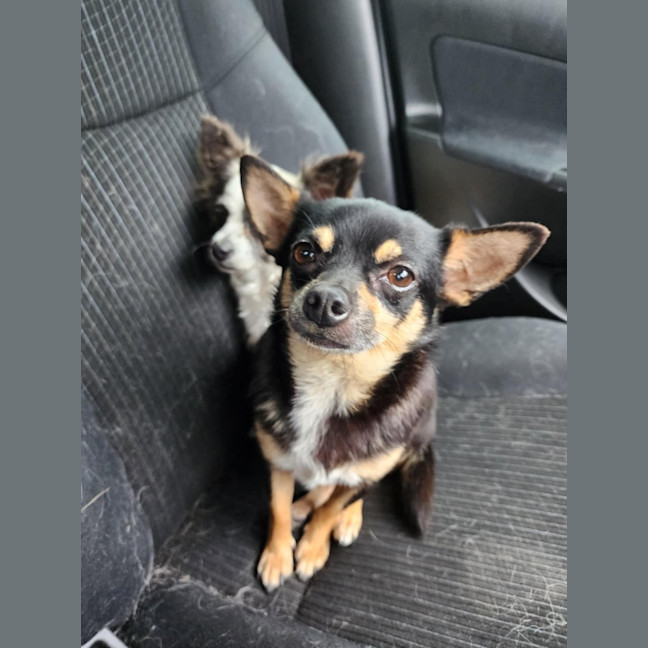 Photo of Meeka And Nugget