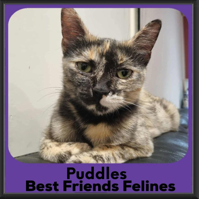 Photo of Puddles