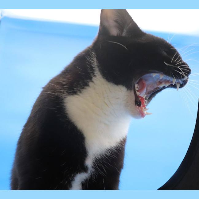 Photo of Les   Now At Pet Quarters Tuggerah