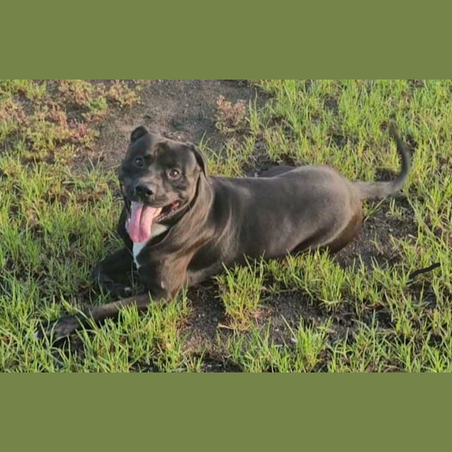 Photo of Zeus Imp 660