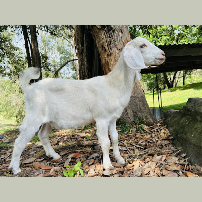 Photo of Molly Wobbles