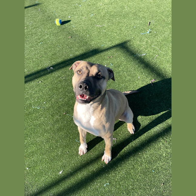 Photo of Benji Imp 1439