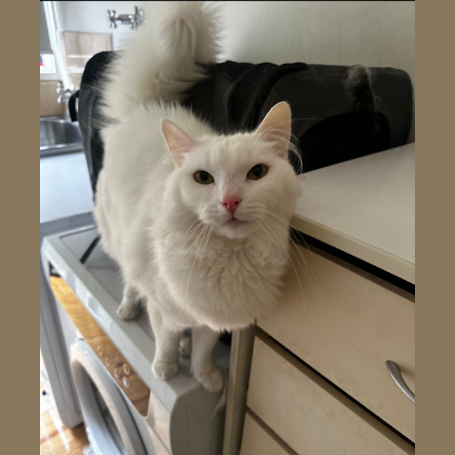 Photo of Azrael ( Azi )