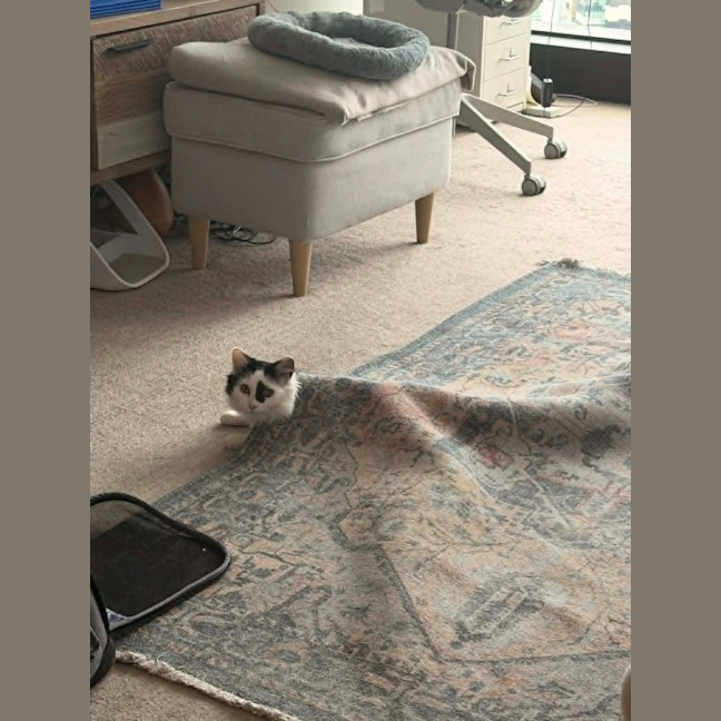 Photo of Spottie