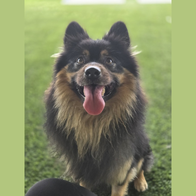 Photo of Milo