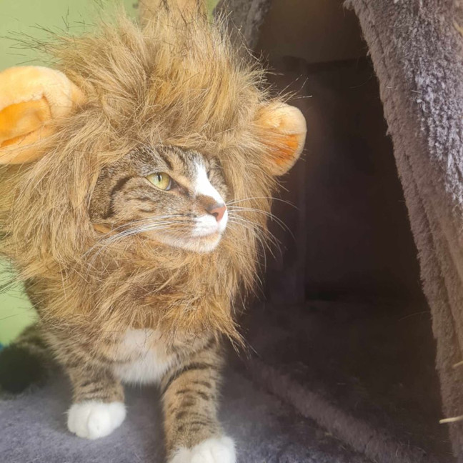 Photo of Octavia   Located In Fawkner