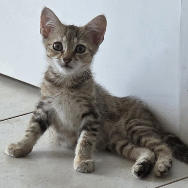 Photo of Pebbles