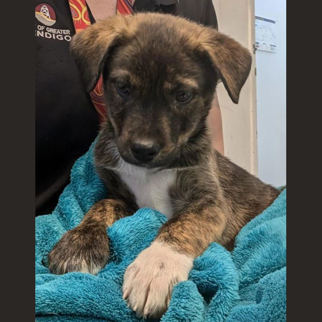 Photo of Wellie The Smellie One