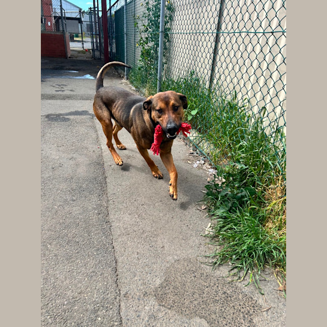 Photo of Sampson