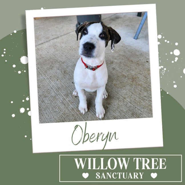 Photo of Oberyn