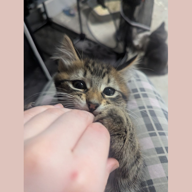 Photo of Riddle Clowder