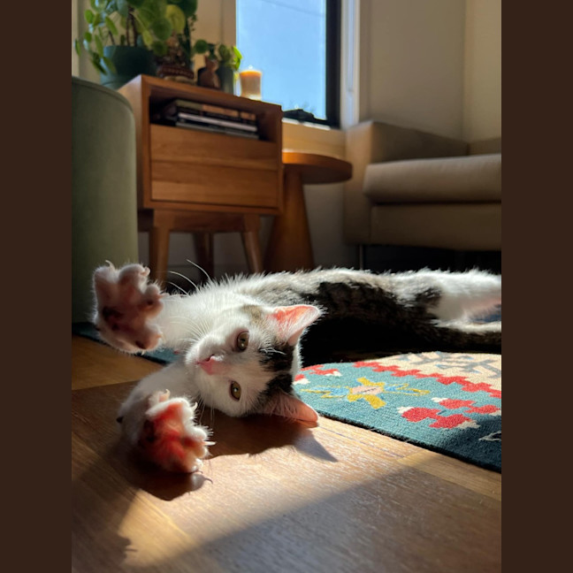 Photo of Owen   Located In Northcote