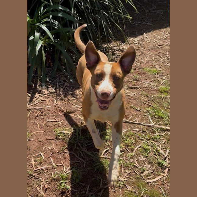 Photo of Nova