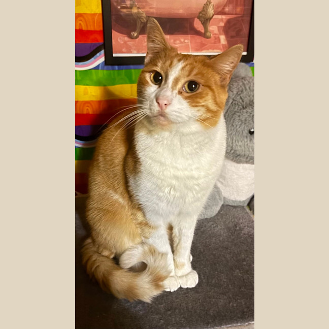 Photo of Mojo