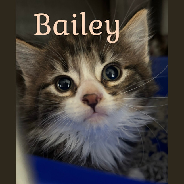Photo of Bailey
