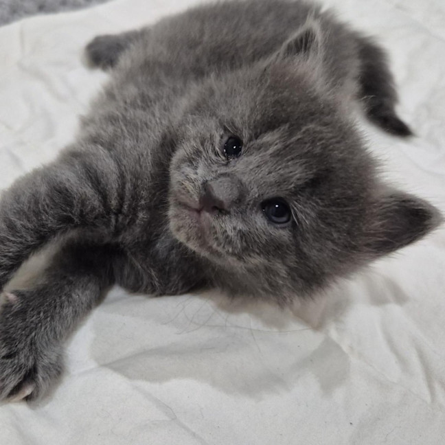 Photo of Willow