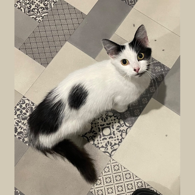 Photo of Daphne