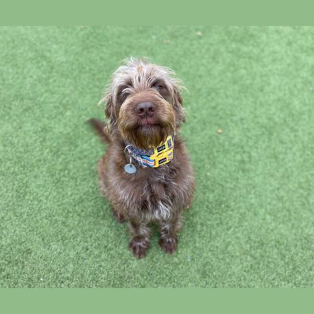 Photo of Rufus
