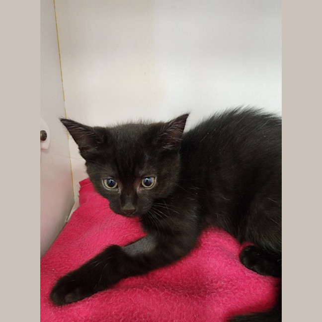 Photo of Kelly Garrett