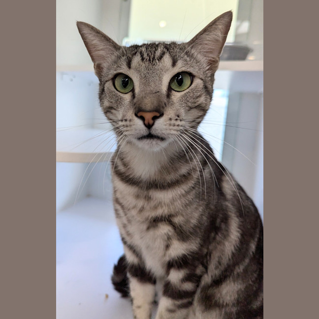 Photo of Boomer