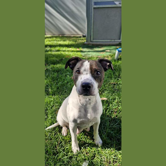 Photo of Gypsy