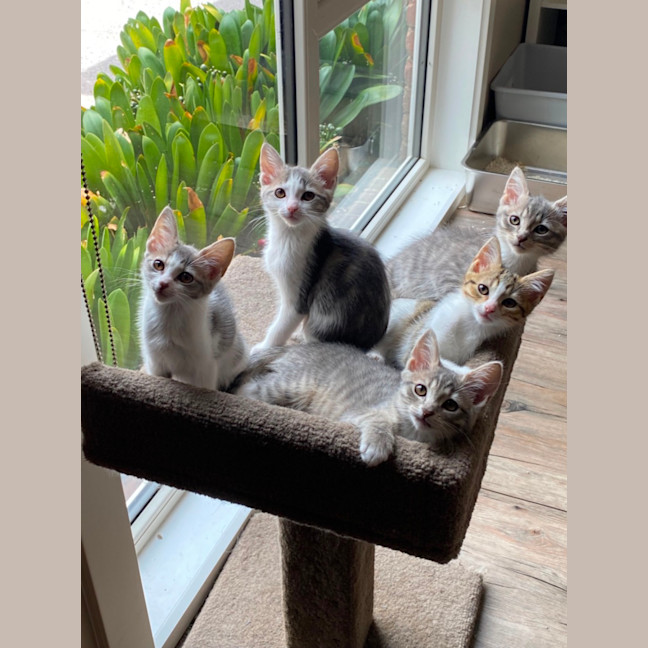 Photo of Belle   Meet Me At Petstock Chelsea