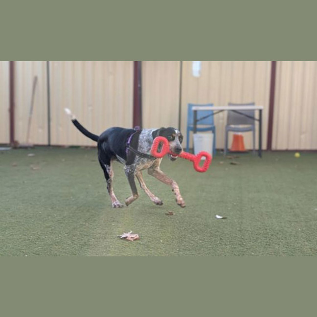 Photo of Banjo