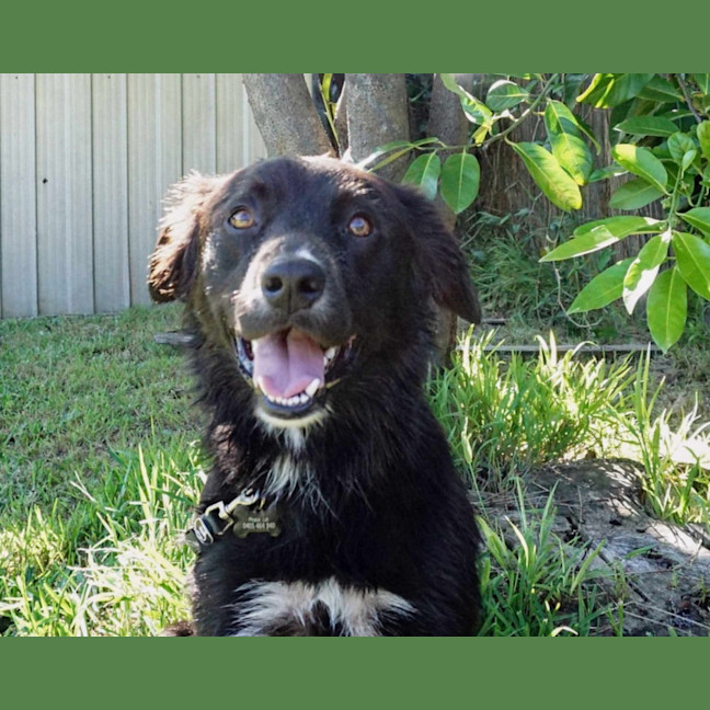 Photo of Ranger