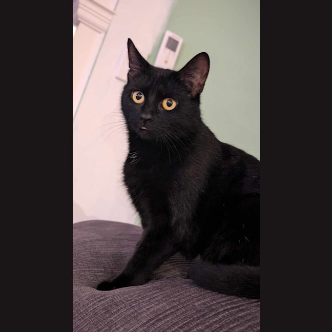 Photo of Lulu