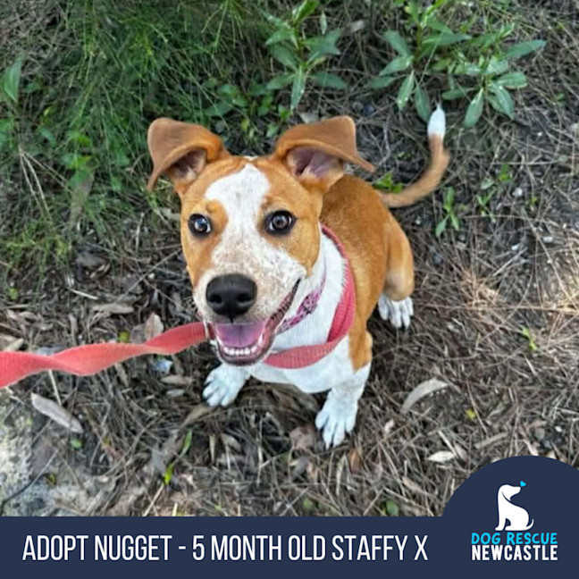 Photo of Nugget   5 Month Old Staffy X