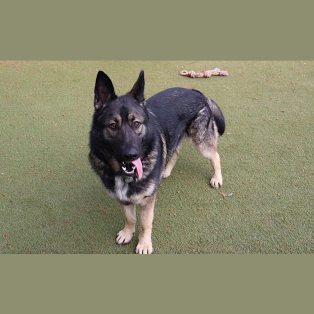 Photo of Rex