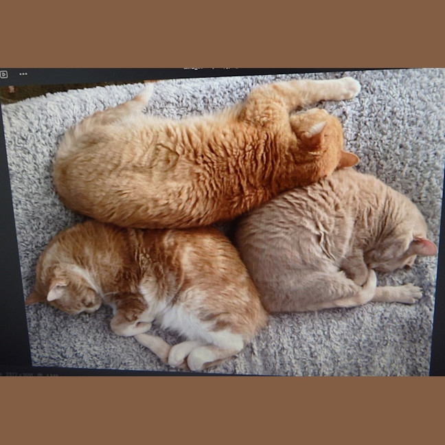 Photo of Grace,Reggie And Jack