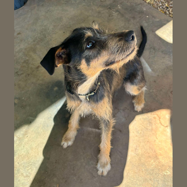 Photo of Pepsi (Freyja)