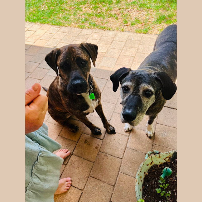 Photo of Luca And Tinka 