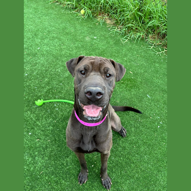 Photo of Ariel Imp 2240