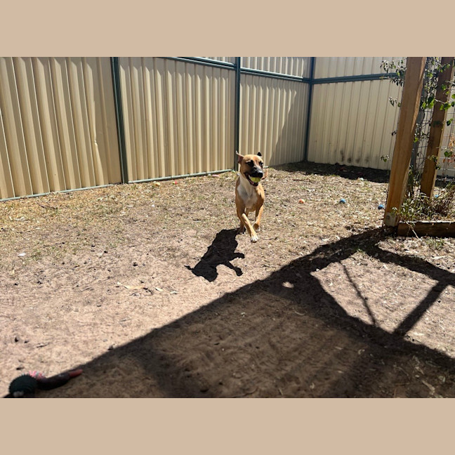 Photo of Piper