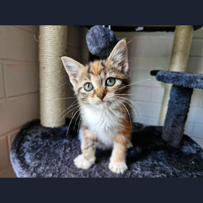 Photo of Pebbles 
